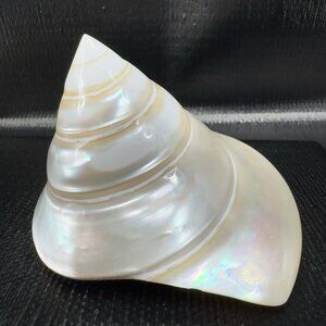 Natural Abalone Shell Iridescent Smooth Niloticus Trochus Pearl Sea Shell Decor